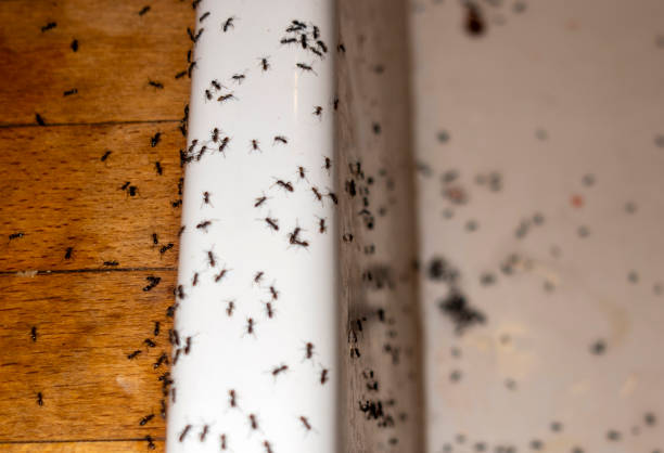 Professional Pest Control in East Helena, MT