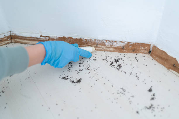 Best Emergency Pest Control  in East Helena, MT